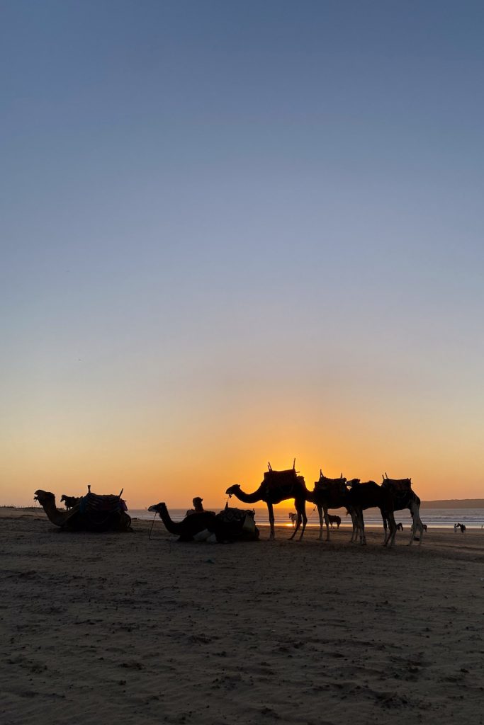 Strand in Marokko mit Kamelen