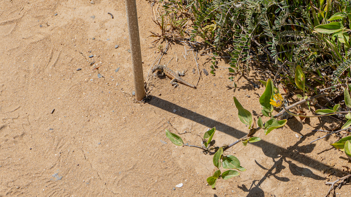 Eidechse im Torrey Pines Nature Reserve