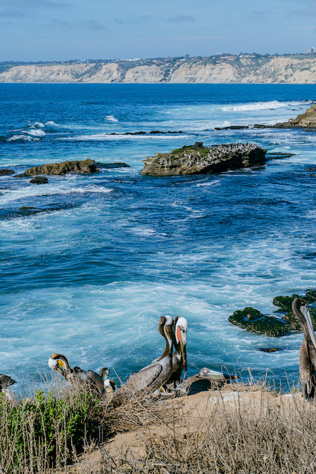 Pelikane in La Jolla