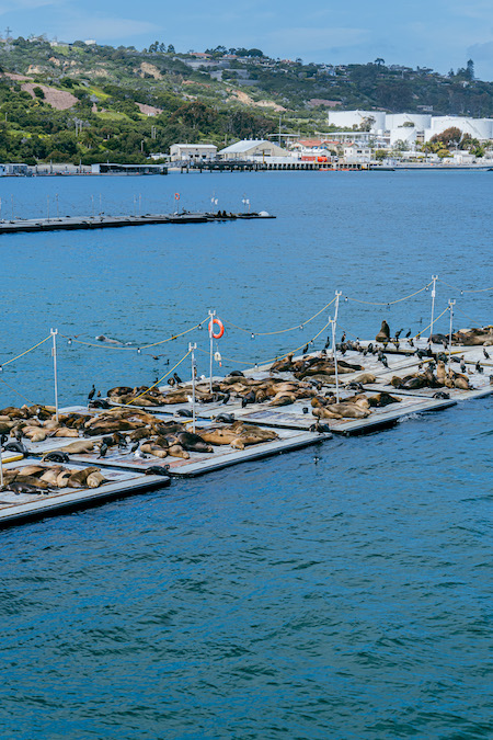 Seelöwen in der Bucht von San Diego