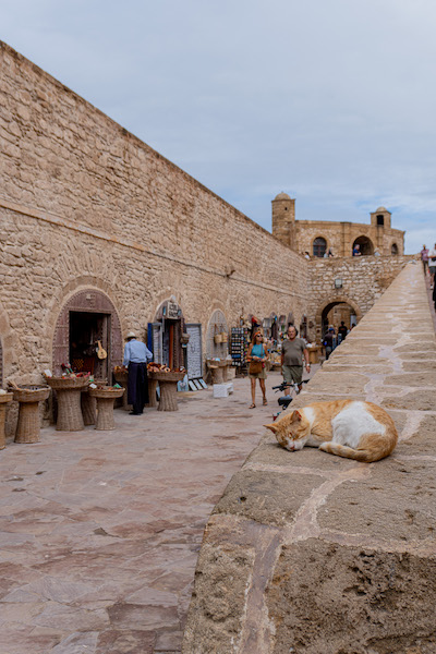 Katze auf der Stadtmauer von Essaouira