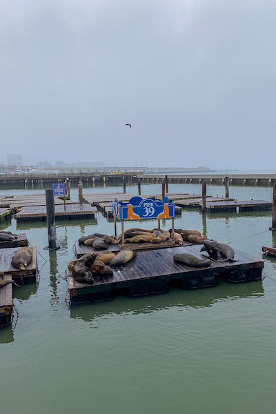 Die Seelöwen-Kolonie am Pier 39