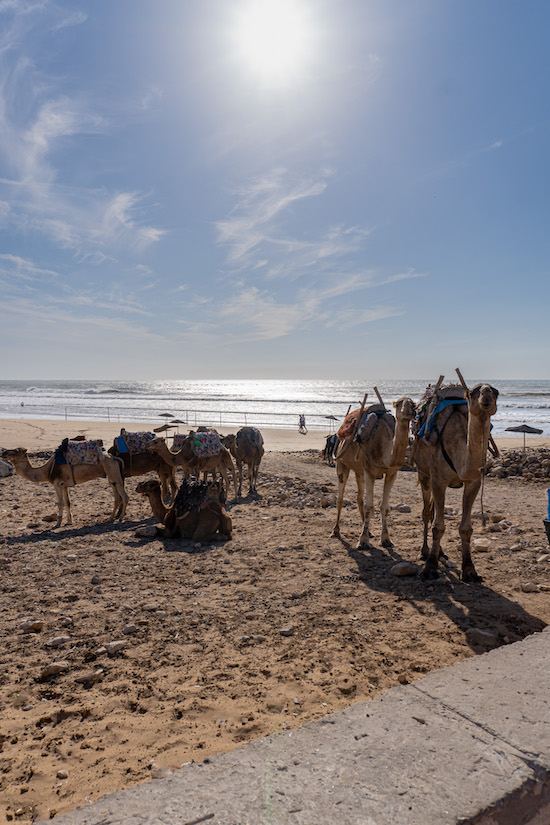 Kamele am Strand von Sidi Kaouki
